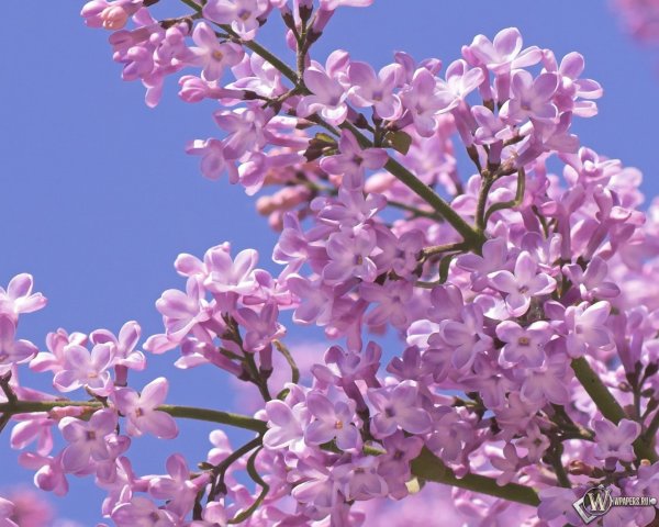 Весенние цветы сирень