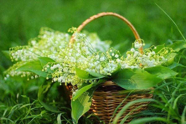 Доброе утро отличных выходных Ландыши