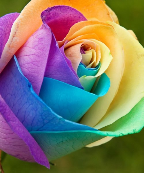 100 000 изображений по запросу Разноцветные розы доступны в рамках роялти-фри лицензии