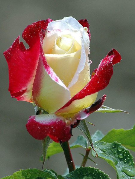 Доброе утро очень красивая роза - 65 фото