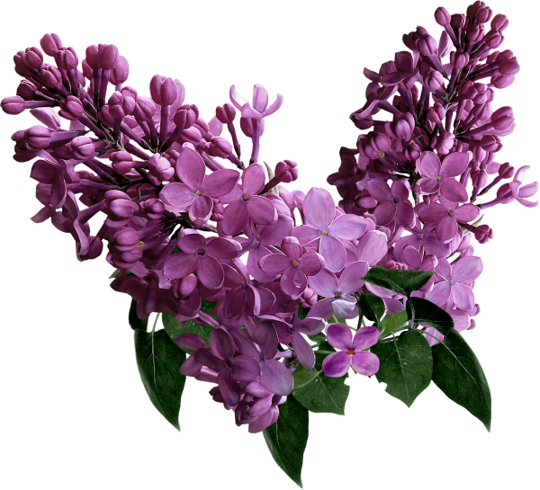 Гроздь сирени