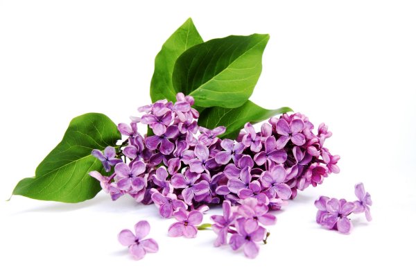 Сирень на белом фоне