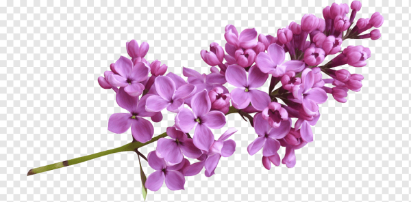Веточка сирени