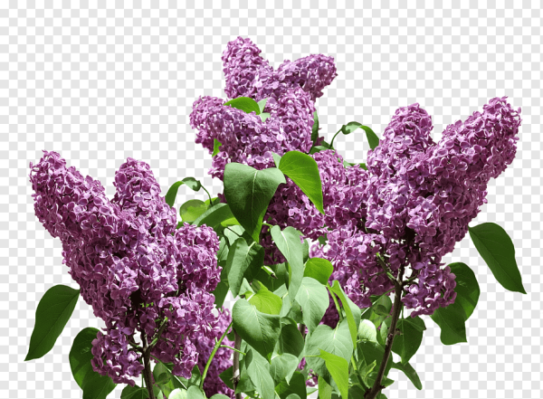 Букет сирени