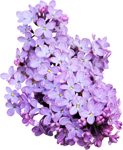 Ветка сирени ветка сирени