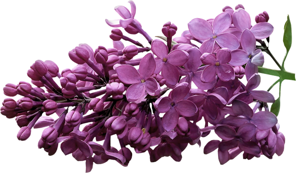 Lilac Violet растение