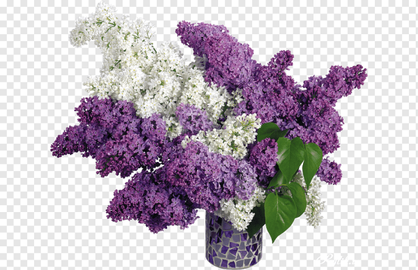 Цветы сирени