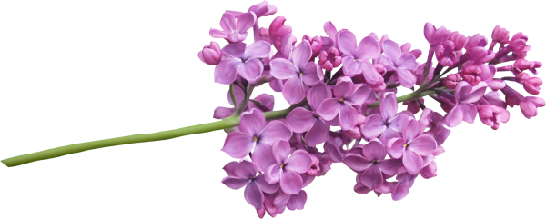 Сирень для детей