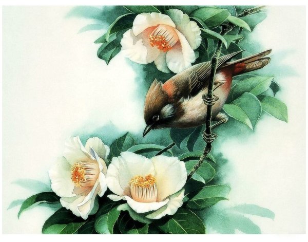 Художник Jan Weenink мир птиц