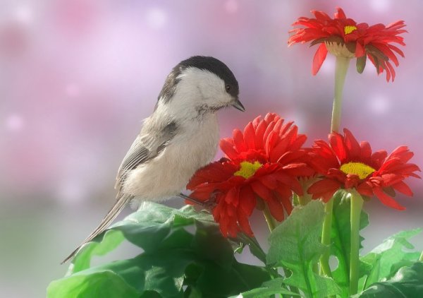 Яркие Акварельные цветы и птицы