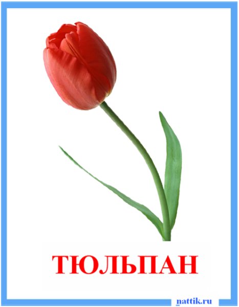 Карточки цветы