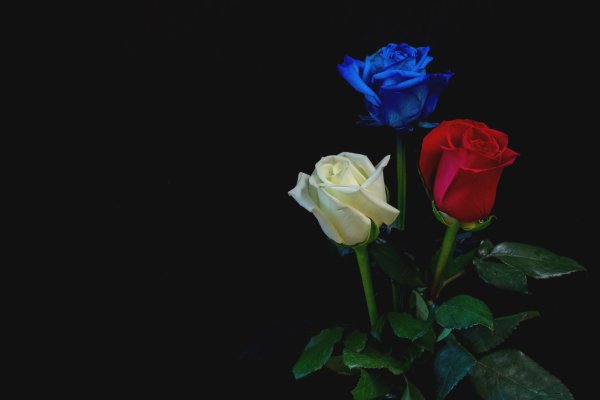 Синие цветы на черном фоне