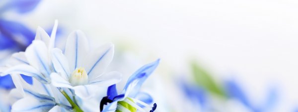 Синие цветы на белом фоне