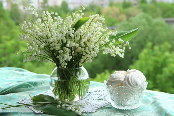 Нежно сиреневые тюльпаны