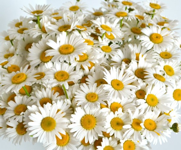 Букетище ромашек