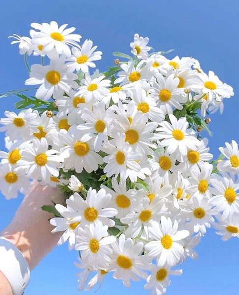 Букеты из ромашек на день рождения с доставкой по Москве – цветы от 💐🌹🌷 Палитра 🌷🌹💐