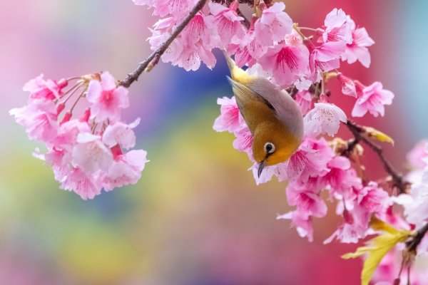 Природа птицы