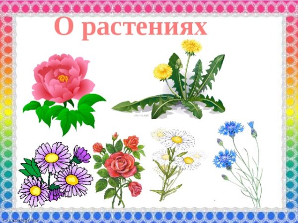 Карточки растения для детей