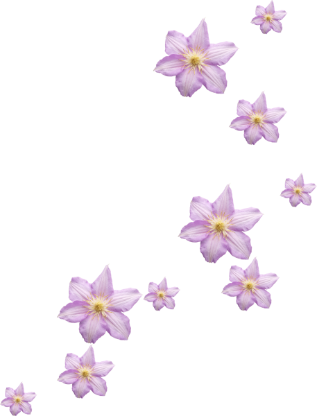 Цветы на прозрачном фоне для фотошопа