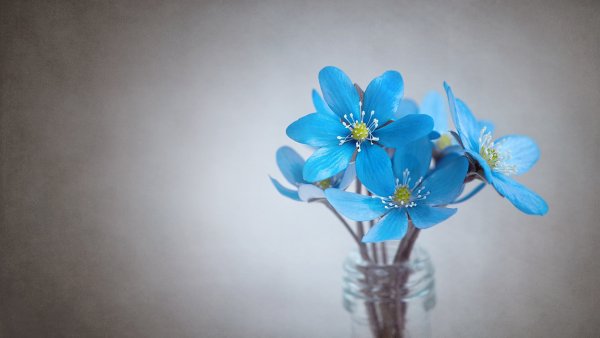 Желто голубые цветы