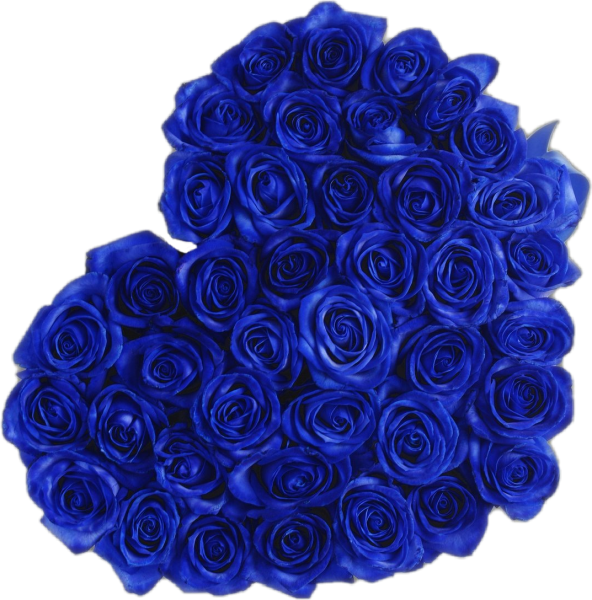 Роза индиго