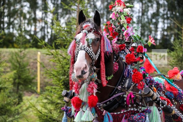 Украшенная лошадь