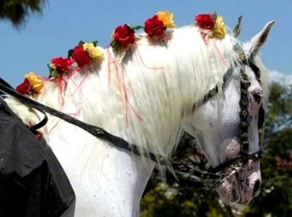 Лошадь с лентами в гриве