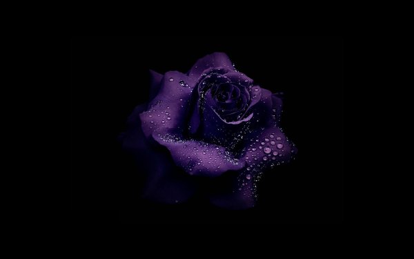 Анемона Anemone Fantasy Belle