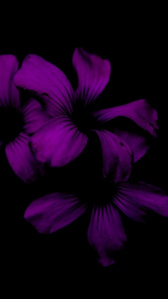 Анемон Purple