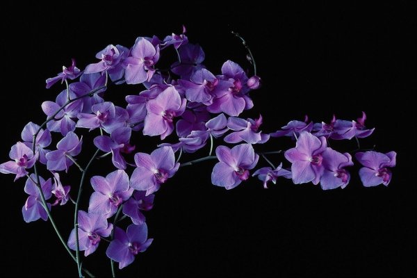 Орхидея Phalaenopsis Purple Dust