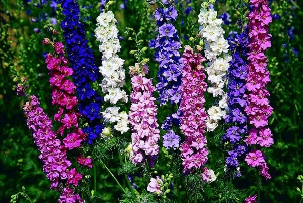 Дельфиниум гибридный