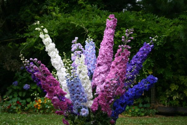Дельфиниум Delphinium