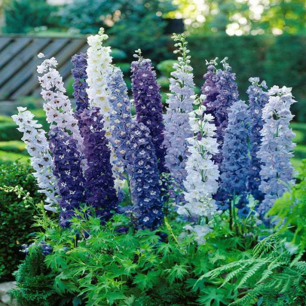 Дельфиниум Delphinium