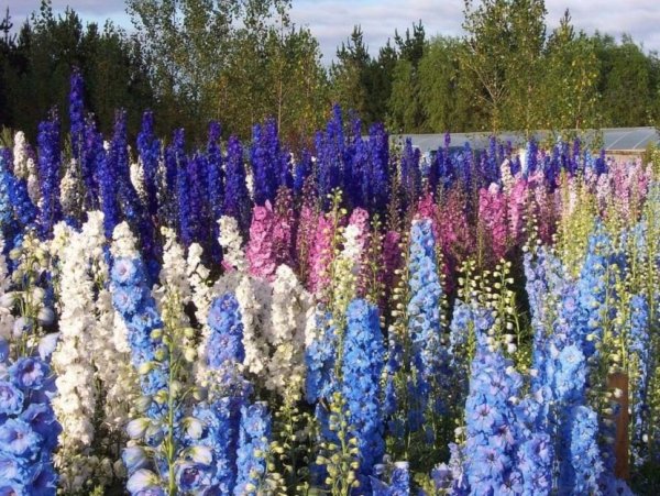 Дельфиниум Полевая Ларкспур