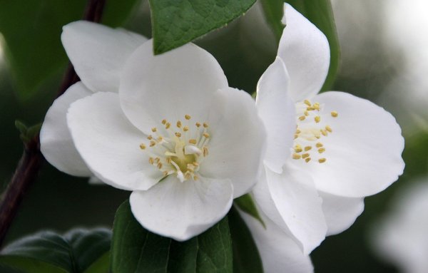 Цветок жасмина Jasminum