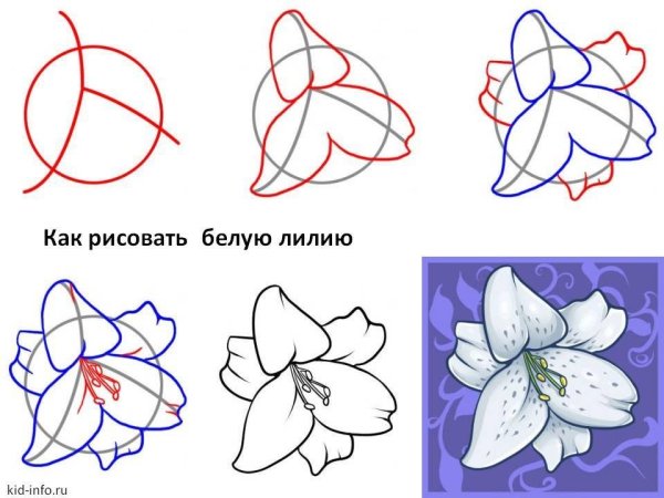 Рисунки цветов карандашом для начинающих