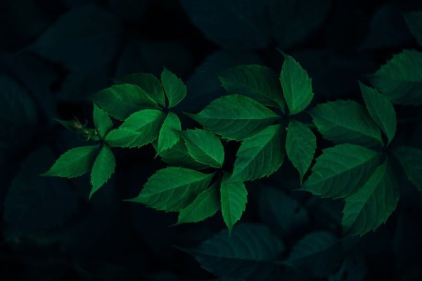Листья на черном фоне