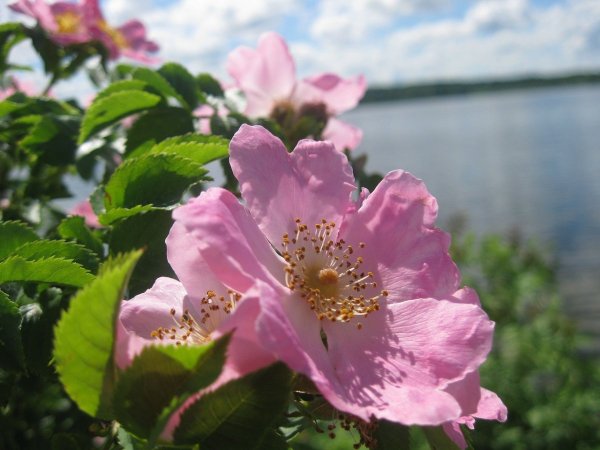 Шиповник Дикая роза