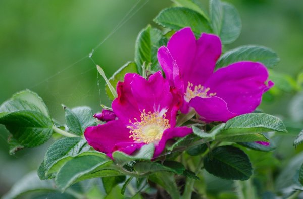 Шиповник (мини)