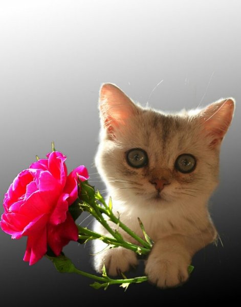 Розы и котенок