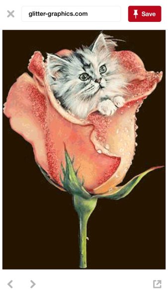 Котик с розочкой
