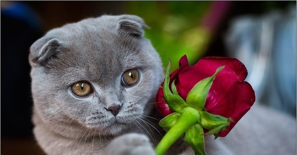 Кот с цветами
