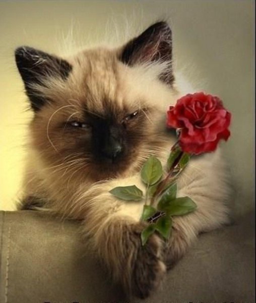 Котик дарит цветы