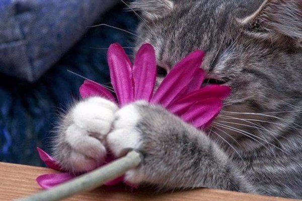 Котенок в весенних цветах