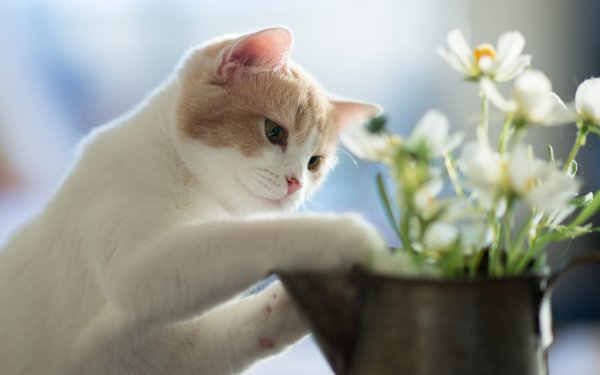 Котенок с букетом цветов