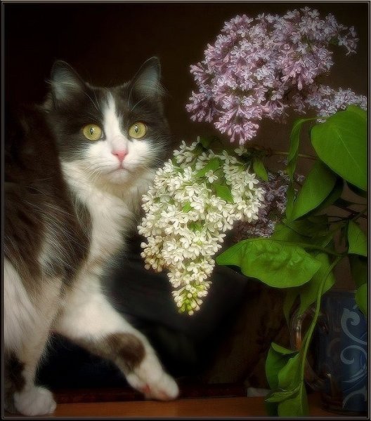 Котик сердечко цветы