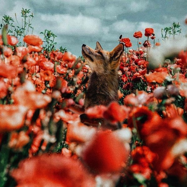Животные летом