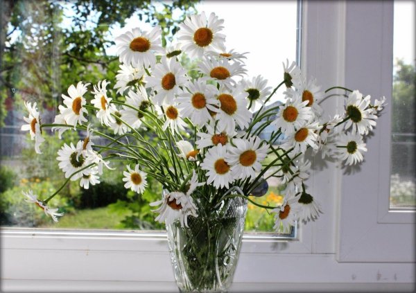 Подоконник с цветами