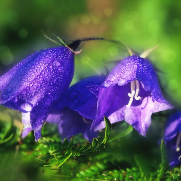 Колокольчик Кампана Lilac