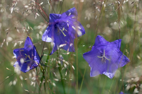 Колокольчик(Campanula) Iris